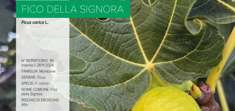 161. Fico della Signora