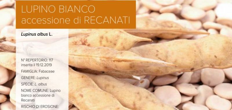 117. Lupino bianco - accessione di Recanati