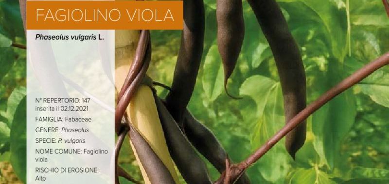 147 Fagiolino Viola