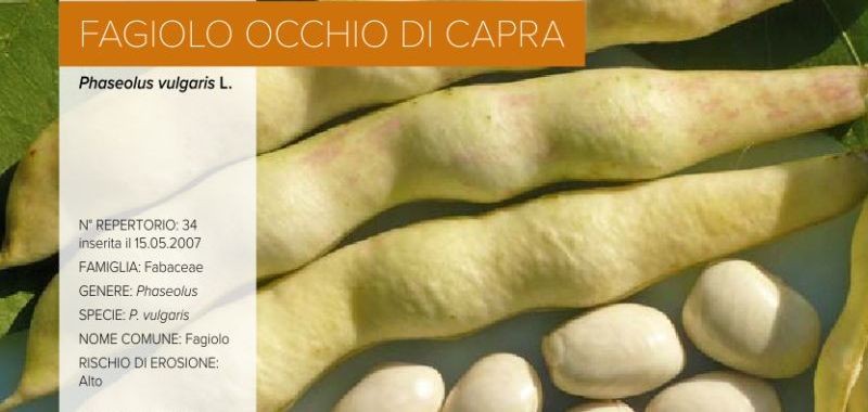 034. Fagiolo Occhio di Capra