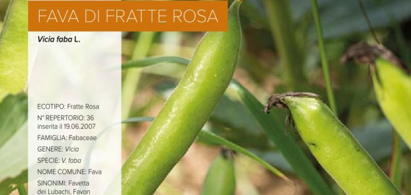 036. Fava di Fratte Rosa