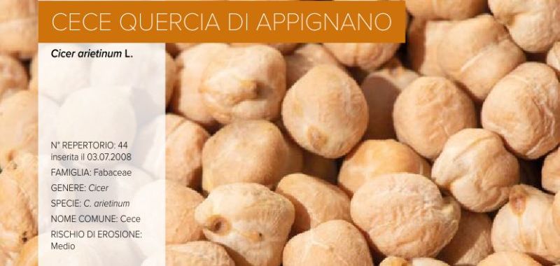 044. Cece Quercia di Appignano