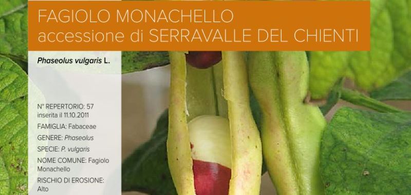 057. Fagiolo Monachello – accessione di Serravalle del Chienti