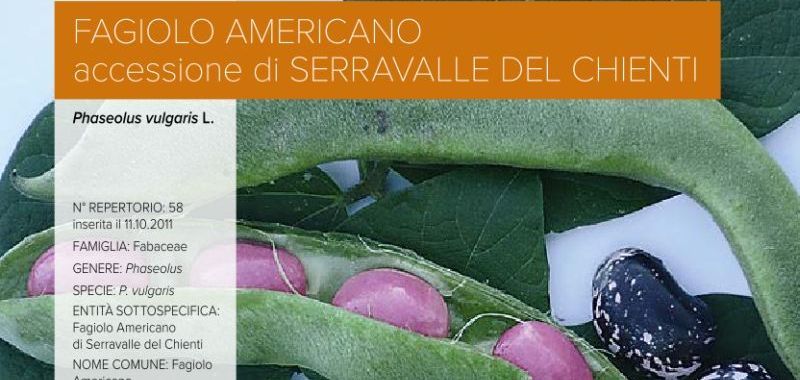 058. Fagiolo Americano – accessione di Serravalle del Chienti