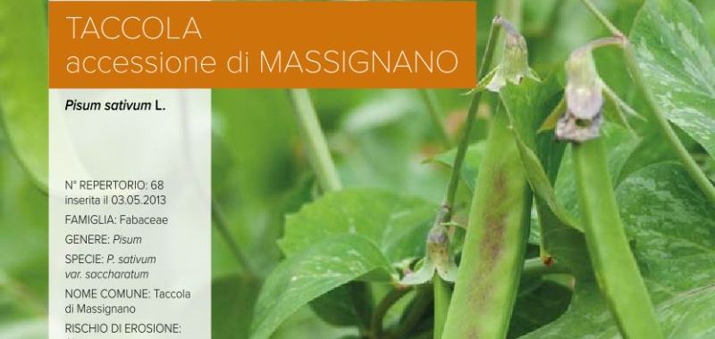 068. Taccola - accessione di Massignano