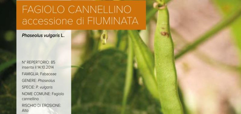 085. Fagiolo Cannellino - accessione di Fiuminata