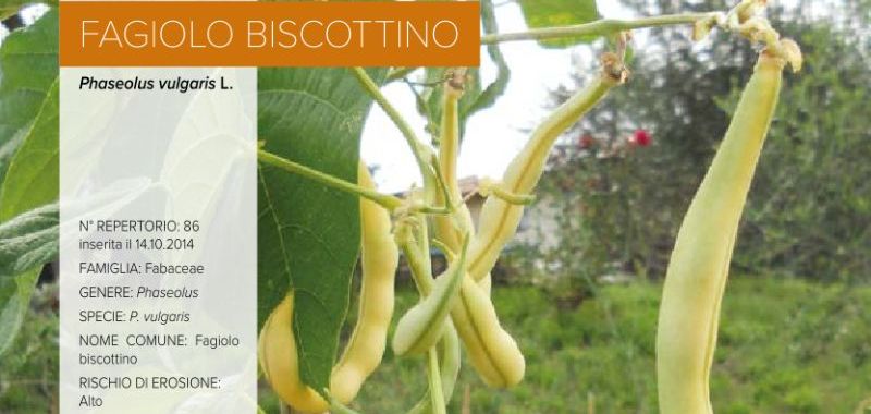 086. Fagiolo Biscottino