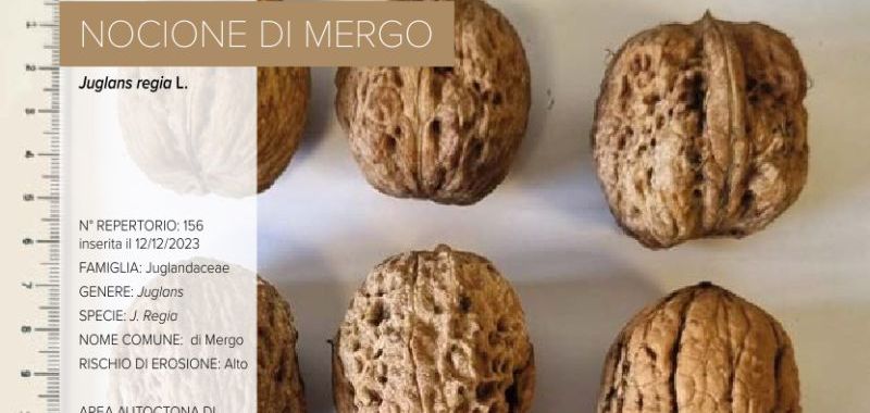 156. Nocione di Mergo