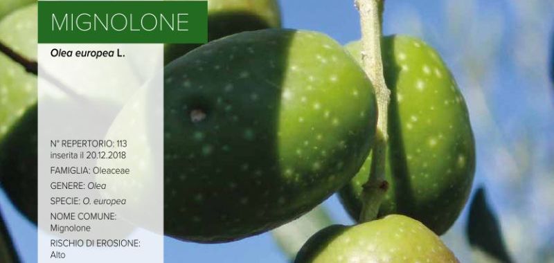 113. Olivo Mignolone