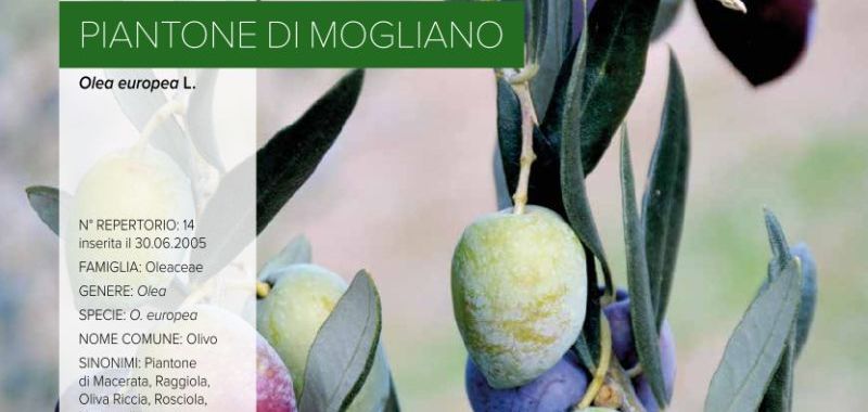 014. Piantone di Mogliano