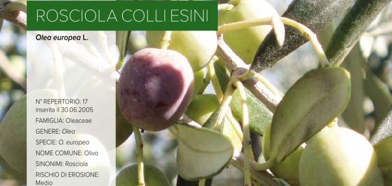 017. Rosciola Colli Esini