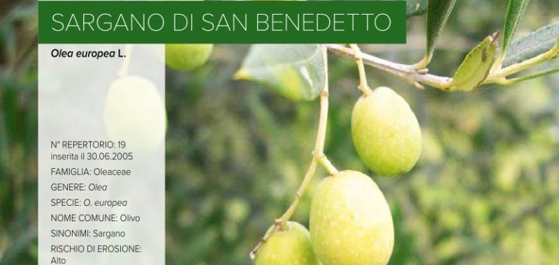 019. Sargano di S. Benedetto