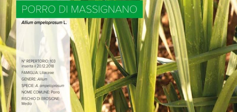 103. Porro di Massignano