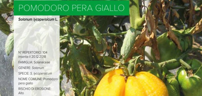 104. Pomodoro Pera Giallo