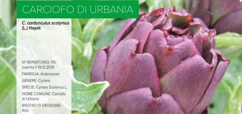 115. Carciofo di Urbania