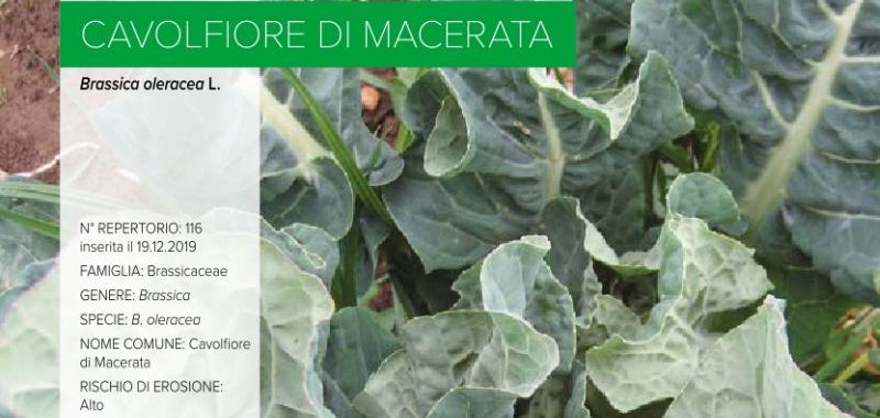 116. Cavolfiore di Macerata