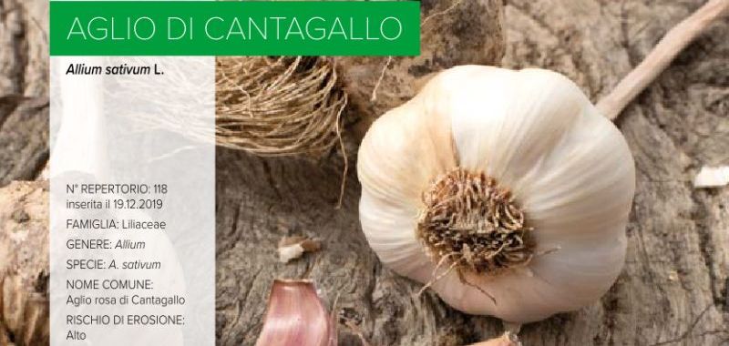 118. Aglio rosa di Cantagallo