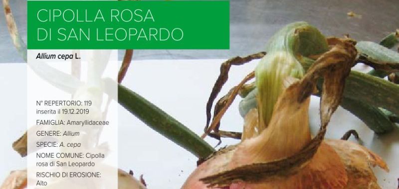 119. Cipolla rosa di San Leopardo