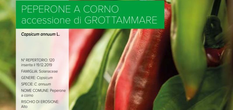 120. Peperone a corno - accessione di Grottammare