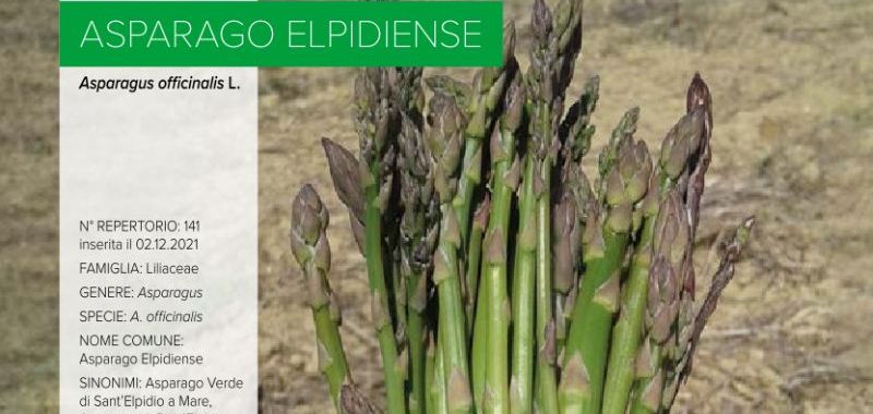 141. Asparago Elpidiense