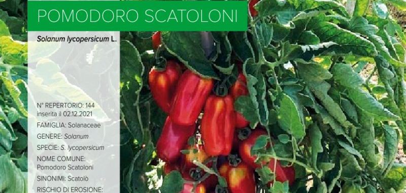 144 Pomodoro Scatoloni