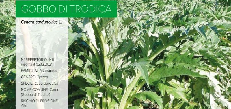 146. Gobbo di Trodica