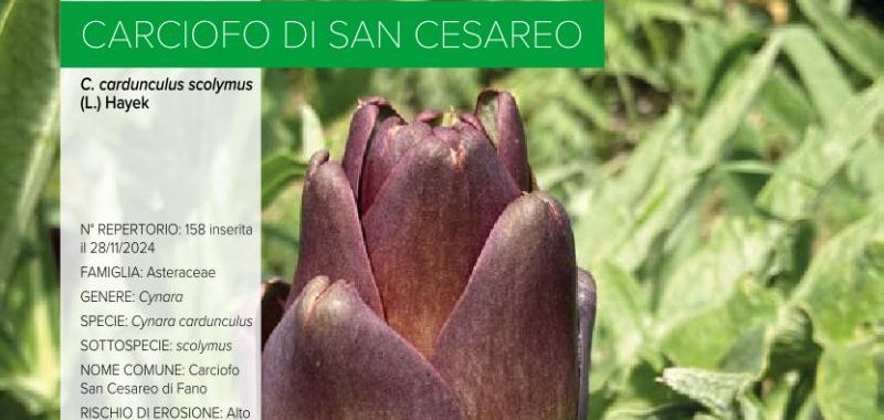 158. Carciofo di San Cesareo