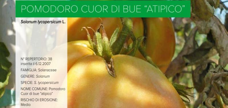 038.  Pomodoro Cuor di bue “atipico”