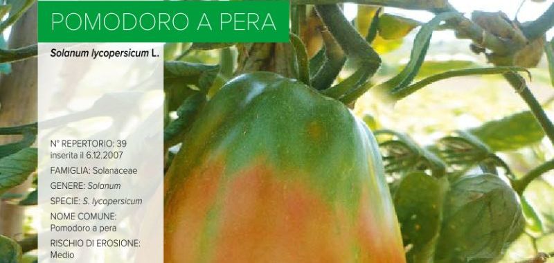 039. Pomodoro a pera