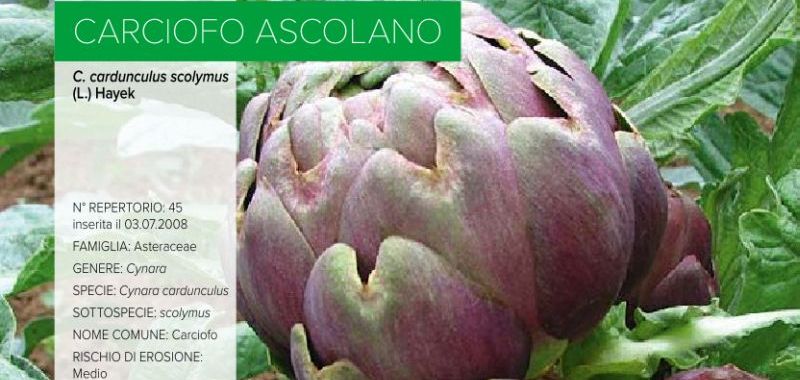 045. Carciofo Ascolano