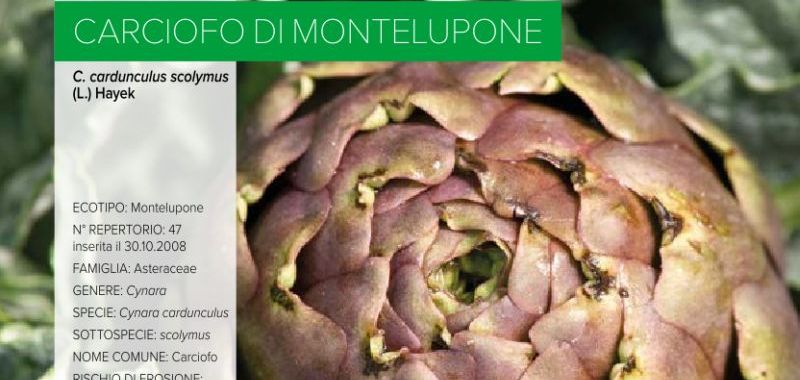 047. Carciofo di Montelupone