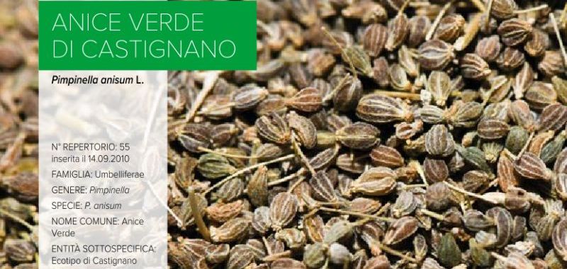 055. Anice verde di Castignano