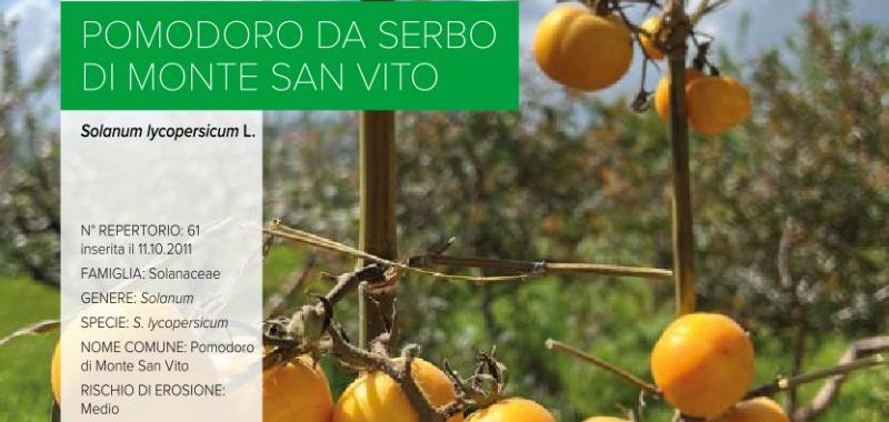 061. Pomodoro da Serbo di Monte San Vito