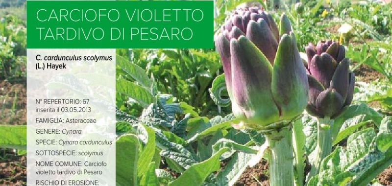 067. Carciofo violetto tardivo di Pesaro