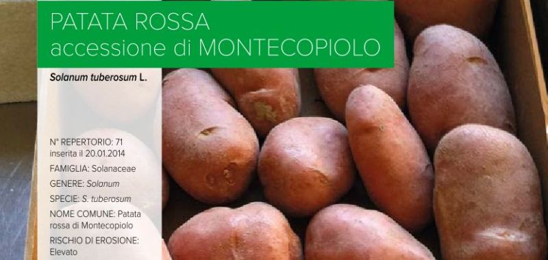071. Patata rossa – accessione di Montecopiolo