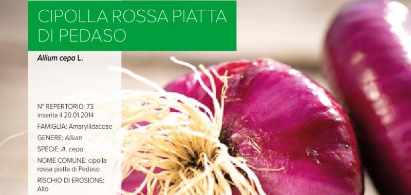 073. Cipolla rossa di Pedaso