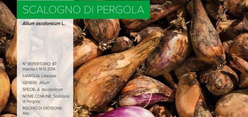 087. Scalogno di Pergola