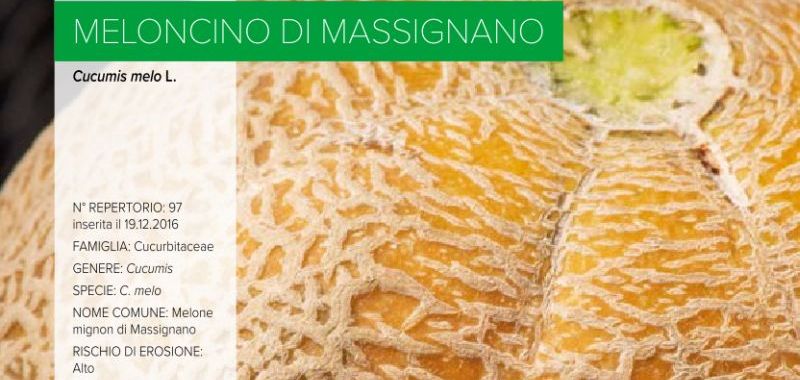 097. Meloncino di Massignano