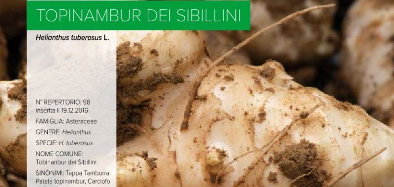 098. Topinambur dei Sibillini