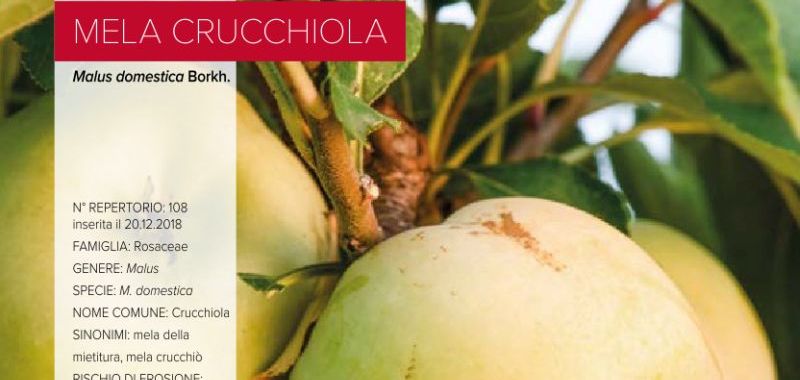 108. Mela Crucchiola