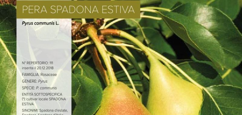 111. Pera Spadona Estiva