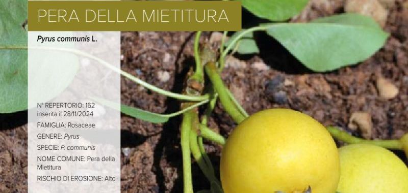 162. Pera della Mietitura