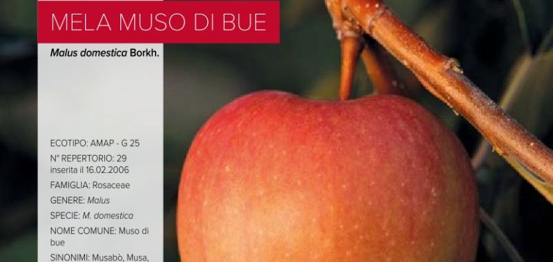 029. Mela Muso di Bue