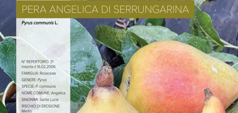 031. Pera Angelica di Serrungarina