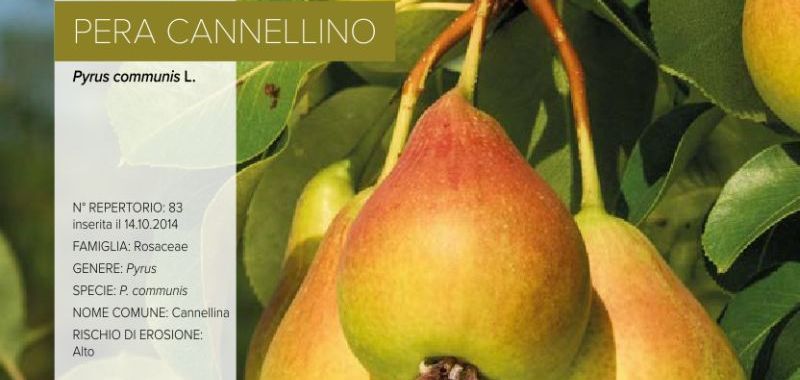 083. Pera Cannellino