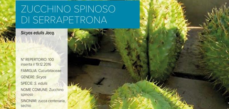 100. Zucchino spinoso di Serrapetrona