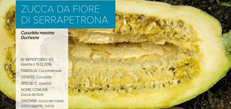 101. Zucca da fiore di Serrapetrona