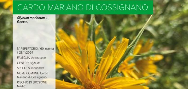 160. Cardo Mariano di Cossignano