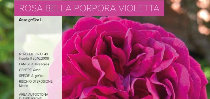 049. Rosa Bella Porpora Violetta