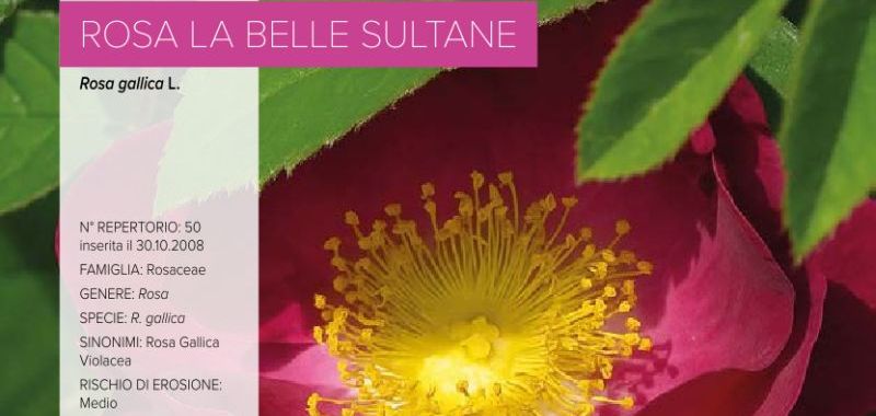 050. Rosa La Belle Sultane